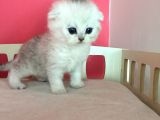 Safkan Irk Garantili Scottish Fold Shorthair Silver Shaded