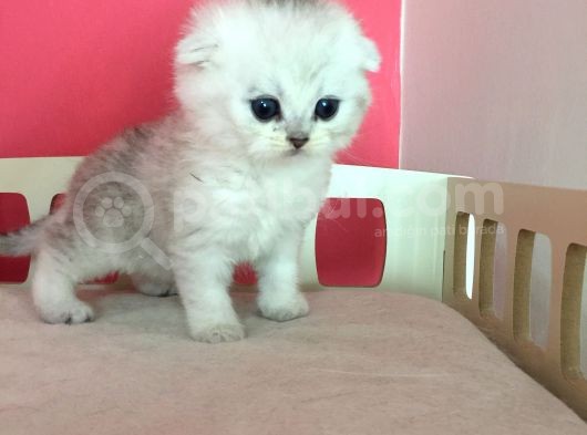 Safkan Irk Garantili Scottish Fold Shorthair Silver Shaded görsel