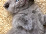 Erkek 2 Aylık Yavrumuz Scottish Fold Yeni Ailesini Arıyor