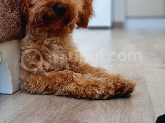 7 Aylık Erkek Toy Poodle
