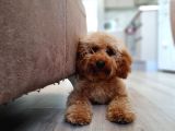 7 Aylık Erkek Toy Poodle