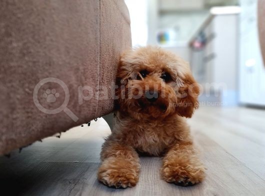 7 Aylık Erkek Toy Poodle görsel