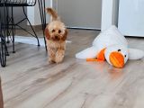 7 Aylık Erkek Toy Poodle