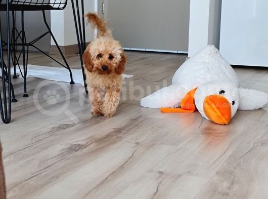 7 Aylık Erkek Toy Poodle görsel