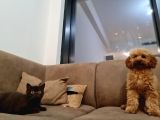 7 Aylık Erkek Toy Poodle
