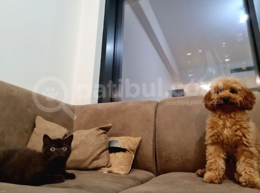 7 Aylık Erkek Toy Poodle görsel