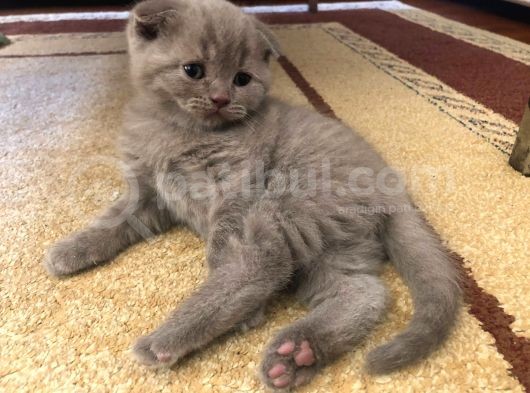 Erkek 2 Aylık Yavrumuz Scottish Fold Yeni Ailesini Arıyor görsel