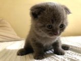 Erkek 2 Aylık Yavrumuz Scottish Fold Yeni Ailesini Arıyor