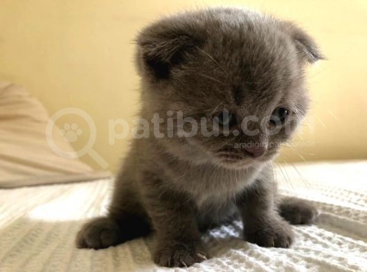 Erkek 2 Aylık Yavrumuz Scottish Fold Yeni Ailesini Arıyor görsel