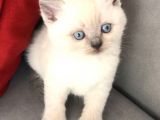 Safkan Erkek Blue Point British Shorthair Yavru