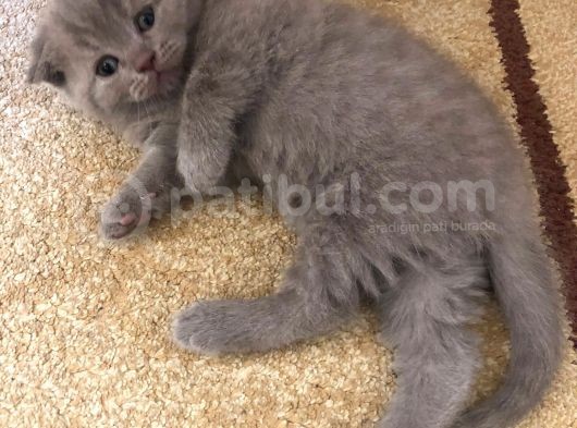 Erkek 2 Aylık Yavrumuz Scottish Fold Yeni Ailesini Arıyor görsel