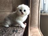 Irk Garantili Scottish Fold Shorthair Silver Shaded