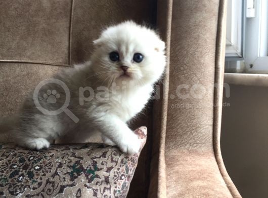 Irk Garantili Scottish Fold Shorthair Silver Shaded görsel
