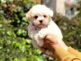 Yavru Maltipoo