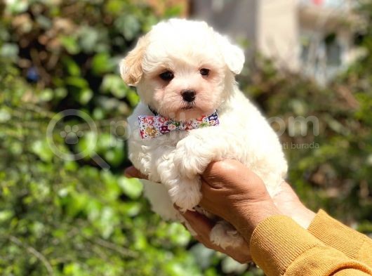 Yavru Maltipoo