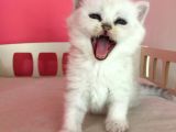 Safkan Irk Garantili Scottish Straight Shorthair Silver Shaded