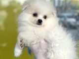 Orj. Pomeranian Boo Bebeklerimiz