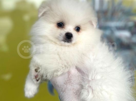 Orj. Pomeranian Boo Bebeklerimiz