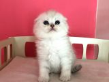 Safkan Irk Garantili Scottish Fold Shorthair Silver Shaded