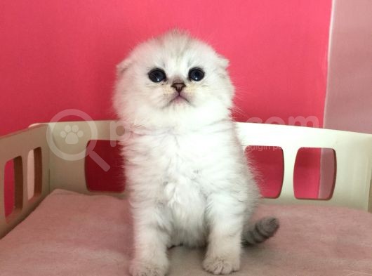 Safkan Irk Garantili Scottish Fold Shorthair Silver Shaded
