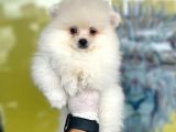 Orj. Pomeranian Boo Bebeklerimiz