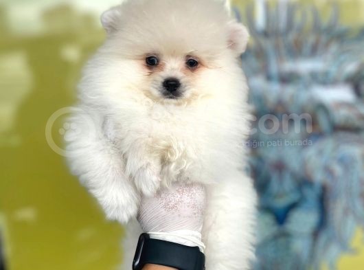 Orj. Pomeranian Boo Bebeklerimiz görsel