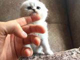 Irk Garantili Scottish Fold Shorthair Silver Shaded