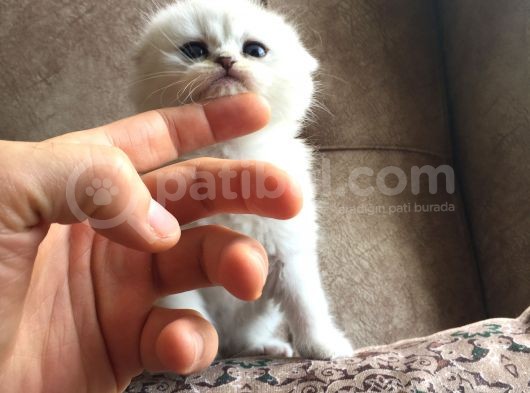 Irk Garantili Scottish Fold Shorthair Silver Shaded görsel