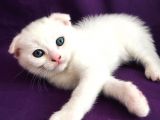 Scotti̇sh Fold Ci̇nsi̇ Beyaz Erkek Yavru Kedi̇