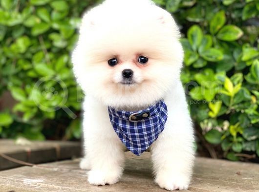 Yavru Pomerani̇an görsel