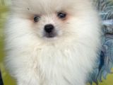 Orj. Pomeranian Boo Bebeklerimiz
