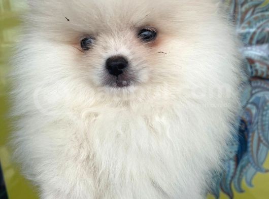 Orj. Pomeranian Boo Bebeklerimiz görsel