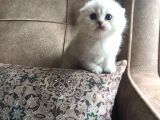Irk Garantili Scottish Fold Shorthair Silver Shaded