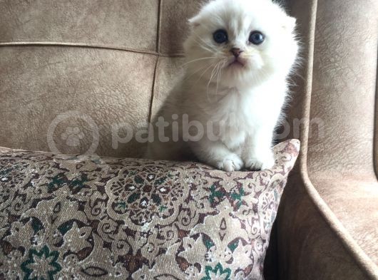 Irk Garantili Scottish Fold Shorthair Silver Shaded