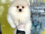 Orj. Pomeranian Boo Bebeklerimiz