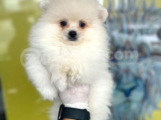 Orj. Pomeranian Boo Bebeklerimiz görsel