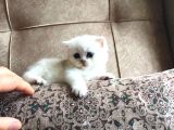Irk Garantili Scottish Straight Shorthair Silver Shaded
