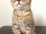 Scottish Fold Erkek Yavrumu Sahiplendiriyorum