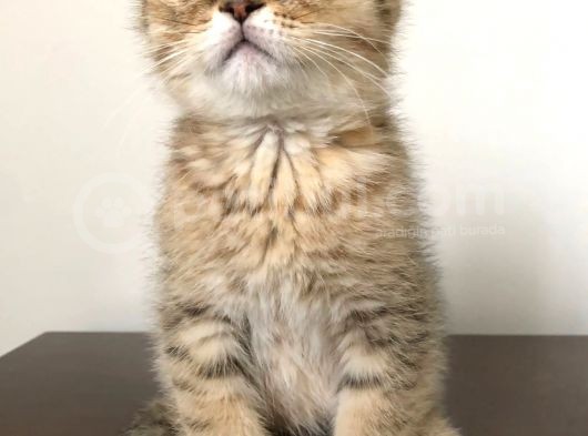 Scottish Fold Erkek Yavrumu Sahiplendiriyorum