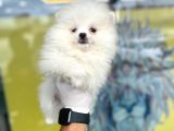 Orj. Pomeranian Boo Bebeklerimiz