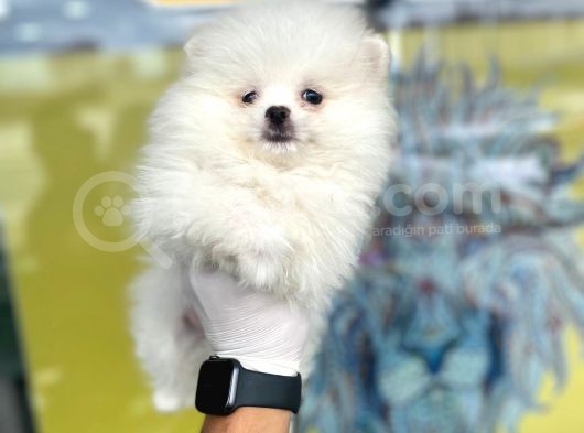 Orj. Pomeranian Boo Bebeklerimiz görsel