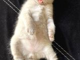 Scottish Fold Yavru 2 Aylık
