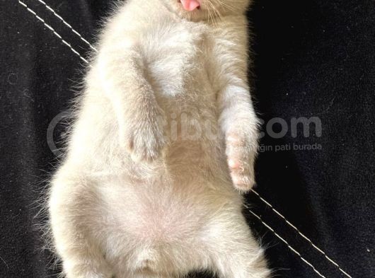 Scottish Fold Yavru 2 Aylık görsel