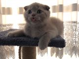 Scottish Fold Yavru 2 Aylık