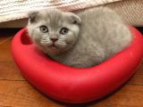 Scottish Fold Yavru 2 Aylık