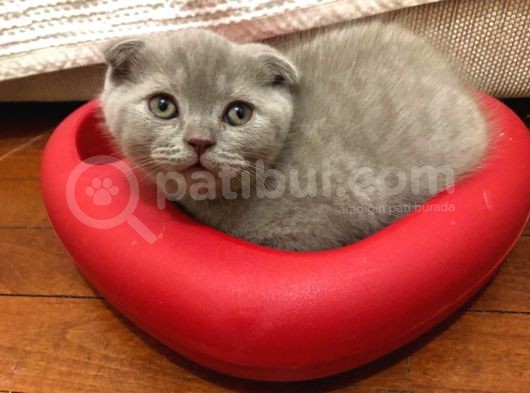 Scottish Fold Yavru 2 Aylık görsel