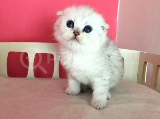 Safkan Irk Garantili Scottish Fold Shorthair Silver Shaded görsel