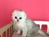 Safkan Irk Garantili Scottish Fold Shorthair Silver Shaded