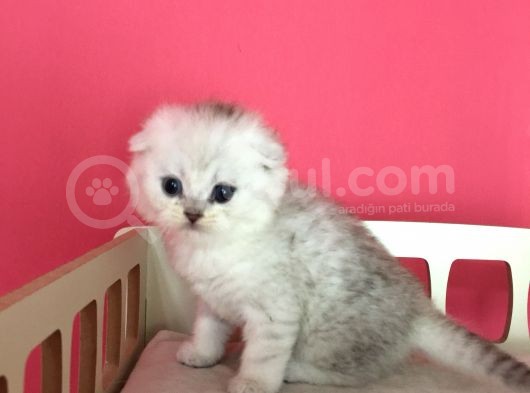 Safkan Irk Garantili Scottish Fold Shorthair Silver Shaded görsel