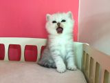 Safkan Irk Garantili Scottish Straight Shorthair Silver Shaded Erkek